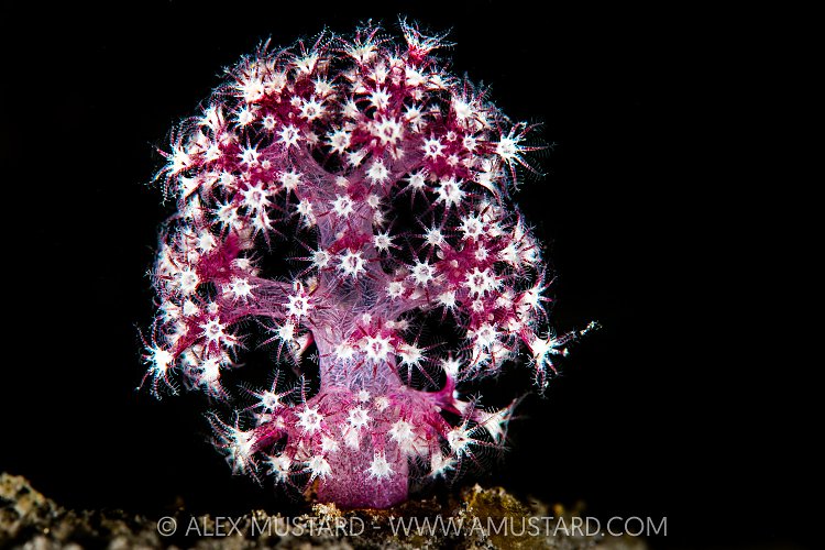 Small Soft Coral, Indonesia