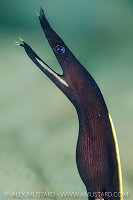 Black Blue Ribbon Eel, Indonesia