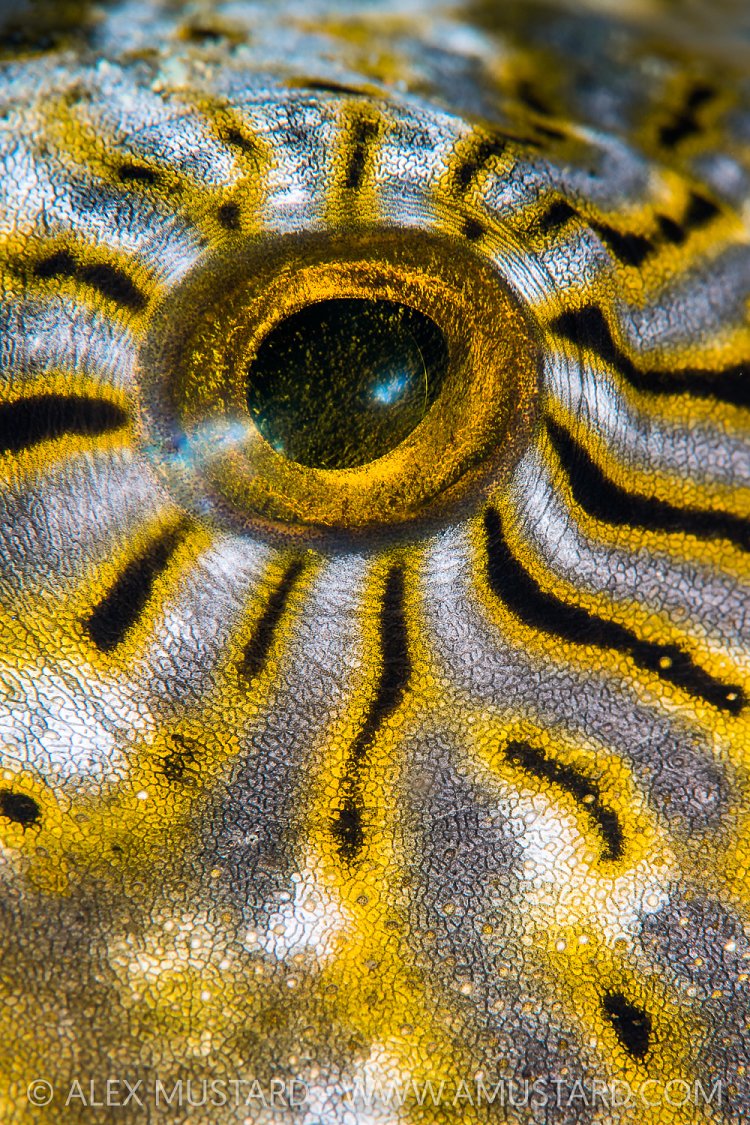 Puffer Eye, Indonesia