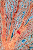 Can You See Me? Indonesia