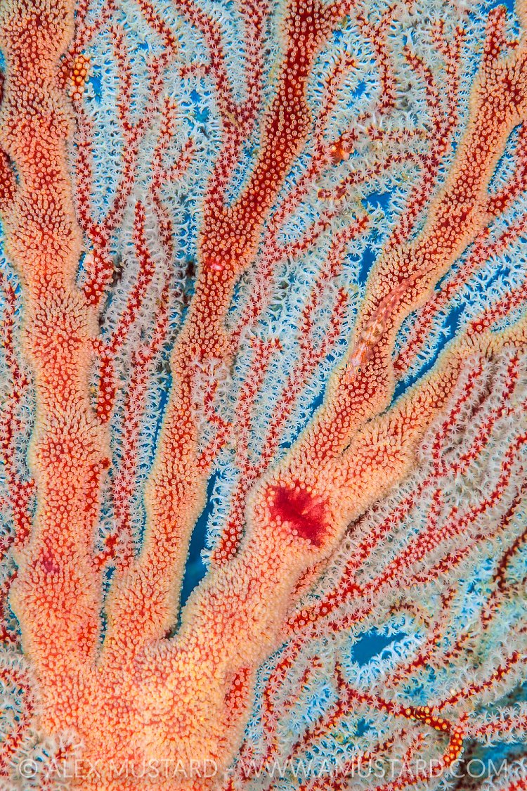 Can You See Me? Indonesia