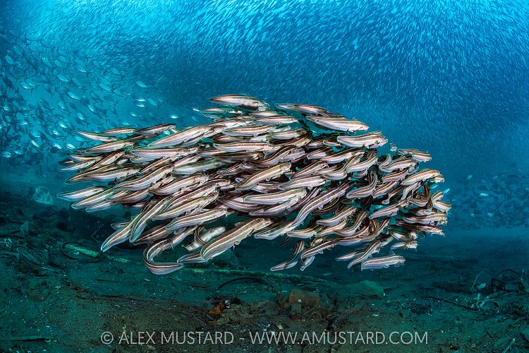 Striped Catfish Ball, Indonesia