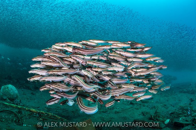 Striped Catfish Ball, Indonesia