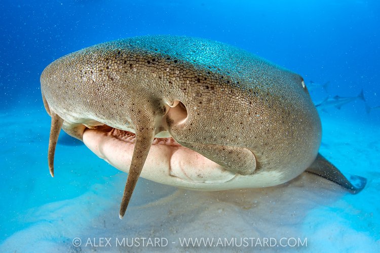 Nurse Shark Barbles, Bahamas