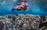 Snorkelling Over Corals, Cayman Islands