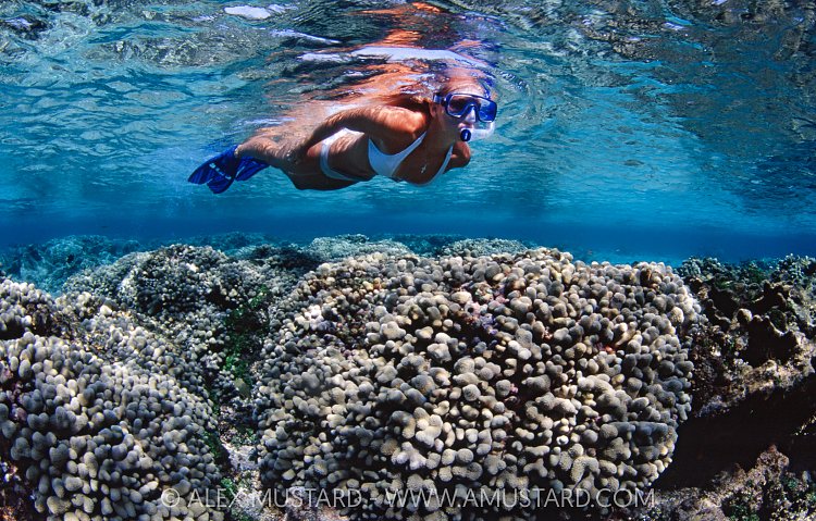 Snorkelling Over Corals, Cayman Islands