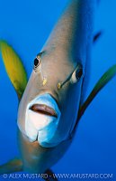 Grey Angelfish Portrait. Cayman Islands