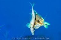 Spawning Barred Hamlets, Cayman Islands