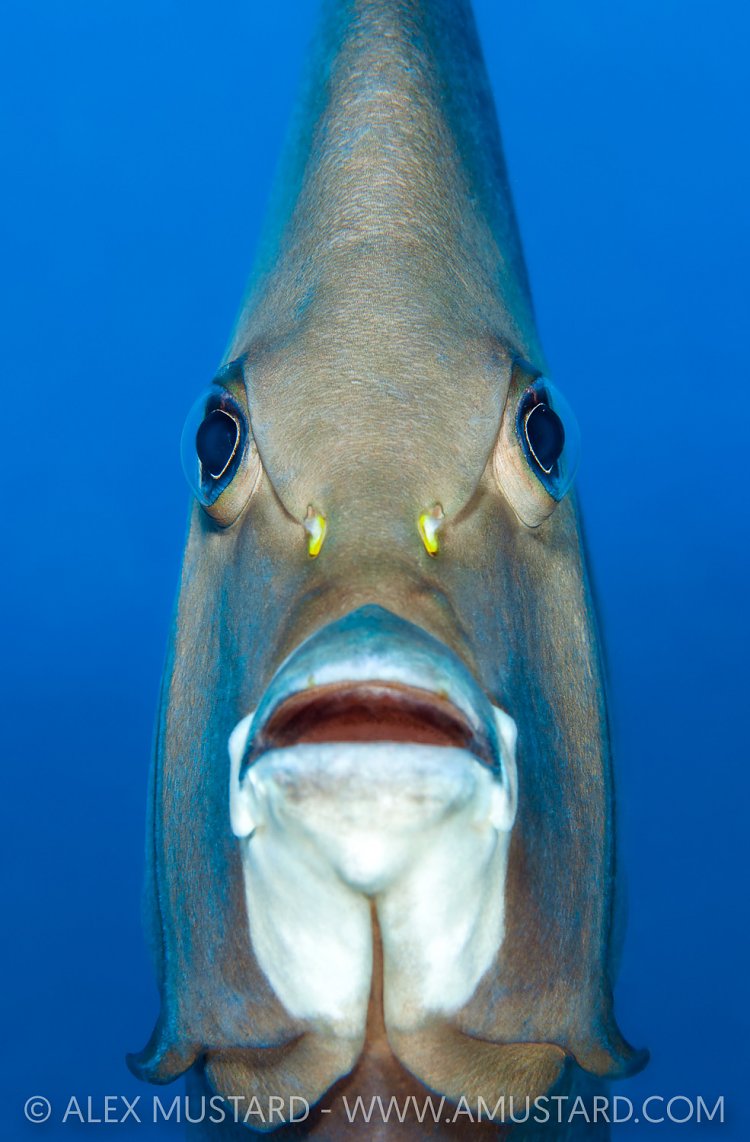 Grey Angelfish Portrait. Cayman Islands
