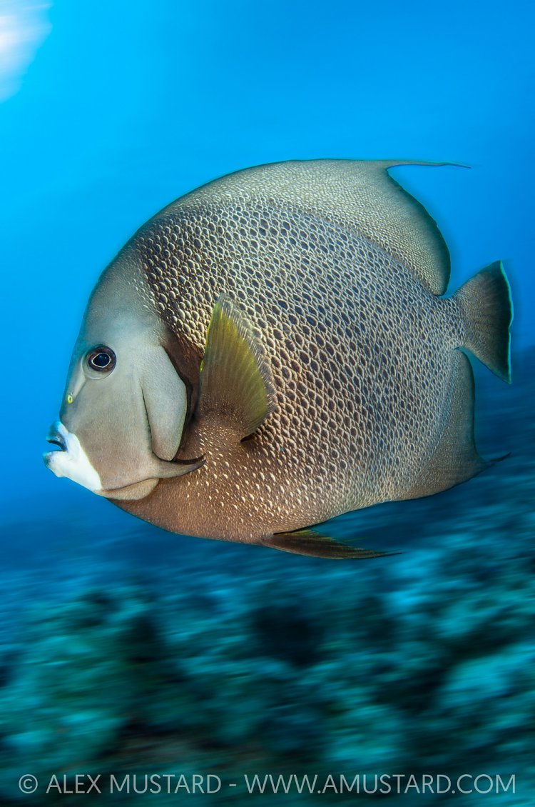 Grey Angelfish Portrait. Cayman Islands