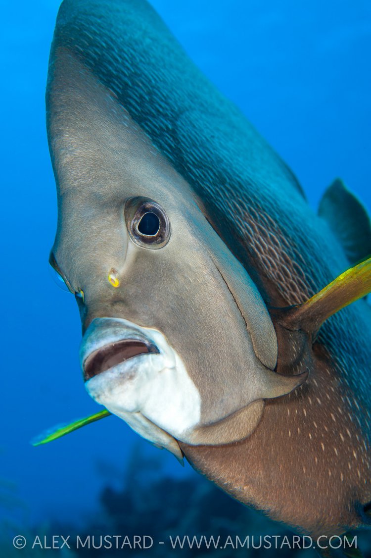 Grey Angelfish Portrait. Cayman Islands
