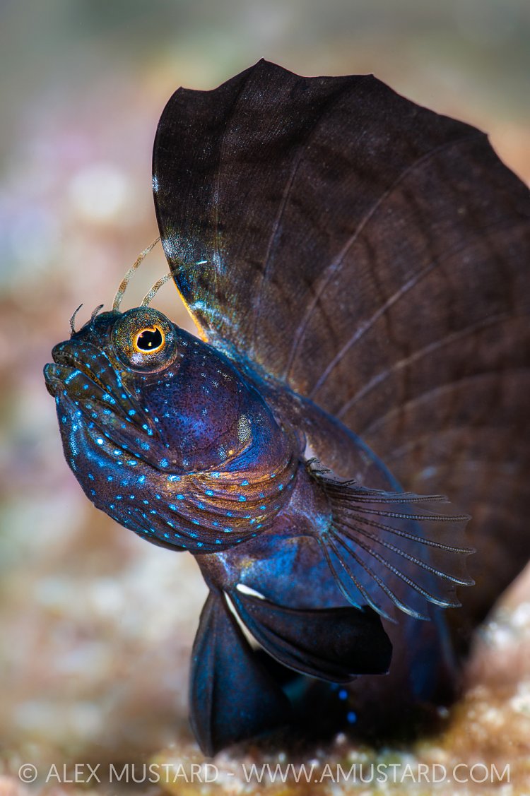 Sailfin Blenny Showing, Cayman Islands