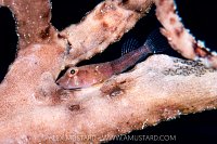 Clingfish With Eggs, Cayman Islands