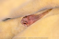 Clingfish In Fire Coral, Cayman Islands