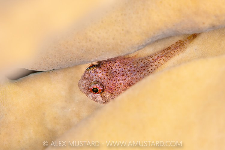 Clingfish In Fire Coral, Cayman Islands