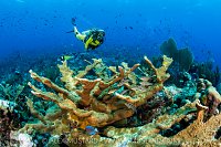 Diver Swims Over Reef, Cayman Islands