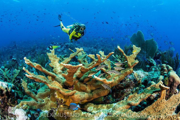 Diver Swims Over Reef, Cayman Islands