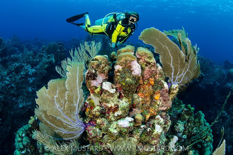 Diver Over Reef, Cayman Islands