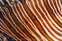 Lionfish Stripes, Cayman Islands