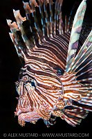 Lionfish Portrait, Cayman Islands