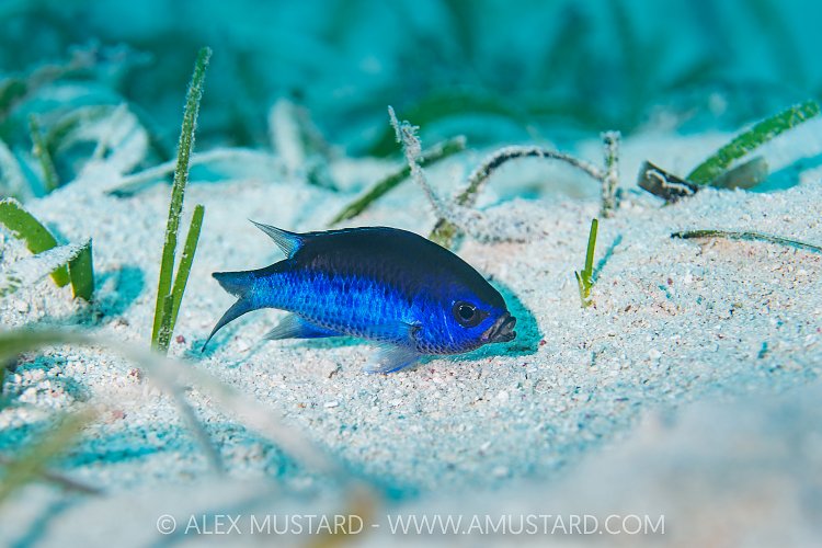 Blue Chromis Nesting, Cayman Islands