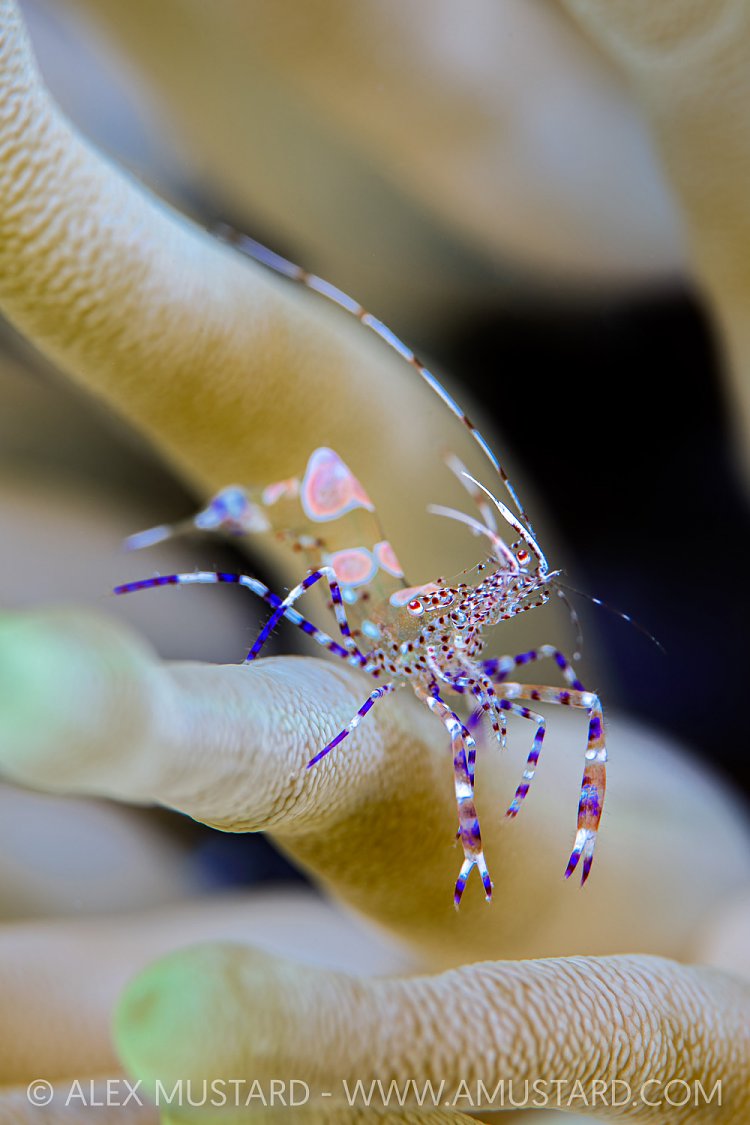 Spotted Cleaner Shrimp, Cayman Islands