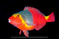 Mediterranean Parrotfish, Spain