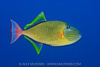 Red-Tailed Triggerfish, Mexico