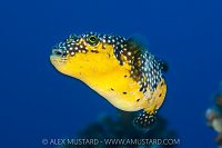 Changing Puffer, Mexico