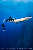 A diver (Eric Higuera) watches a giant Pacific manta ().
