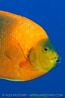 Calrion Angel On Blue, Mexico