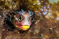 Barnacle Blenny, Mexico