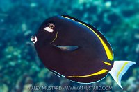Brown Surgeonfish, Mexico
