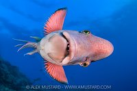 Sideways Glance. Mexico