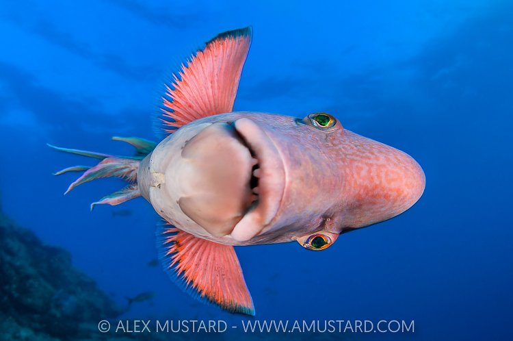 Sideways Glance. Mexico