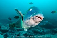 Groper Portrait, Australia