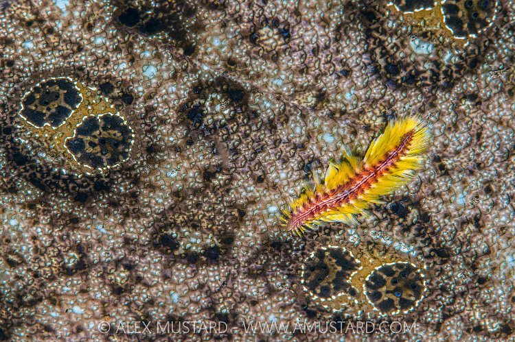 Fire Worm On Flounder, Philippines