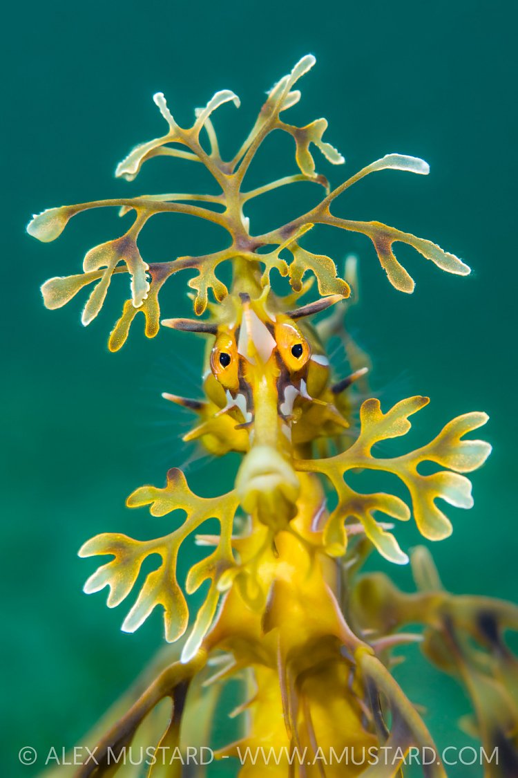 A portrait of a leafy seadragon (Phycodurus eques). Wool Bay Jetty, Edithburgh, Yorke Peninsular, South Australia.
Processed with SuperResolution 2022.