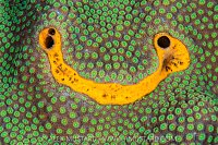 Icing Sponge On Coral, Cayman Islands