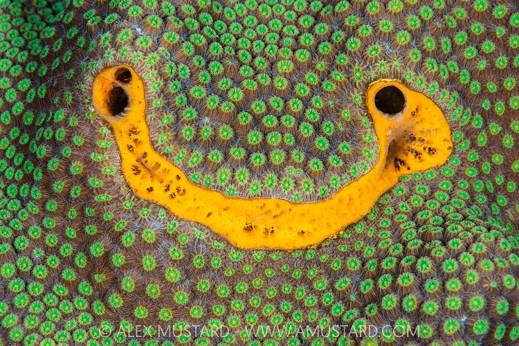 Icing Sponge On Coral, Cayman Islands