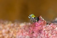 Spinyhead Blenny, Cayman Islands