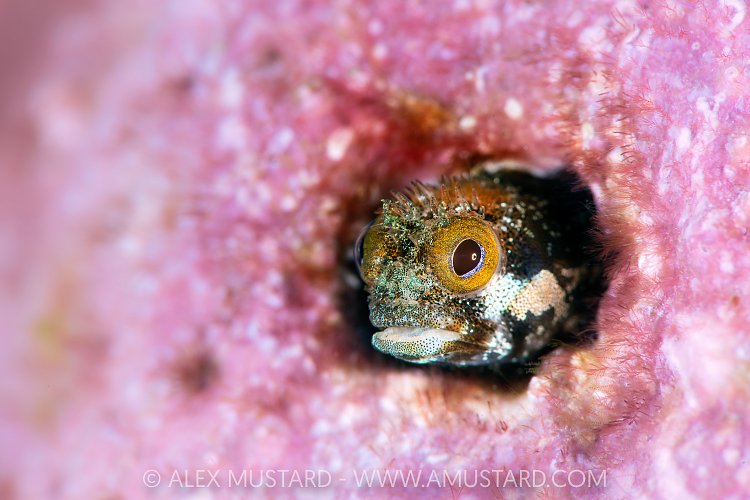 Secretary Blenny, Cayman Islands