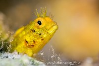 Golden Roughhead Blenny, Cayman Islands