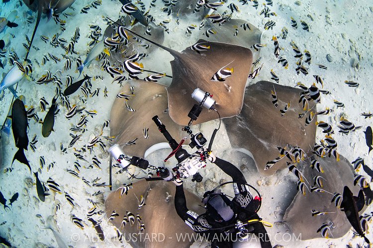 Photographing Rays, Maldives