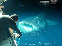 Photographing A Whale Shark, Maldives