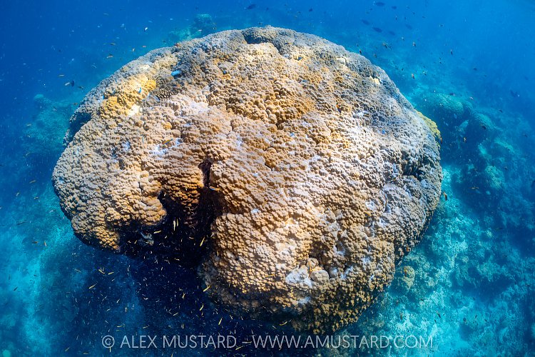 Huge Coral, Maldives.