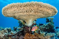 Squirrelfish Beneath Table Coral, Maldives.