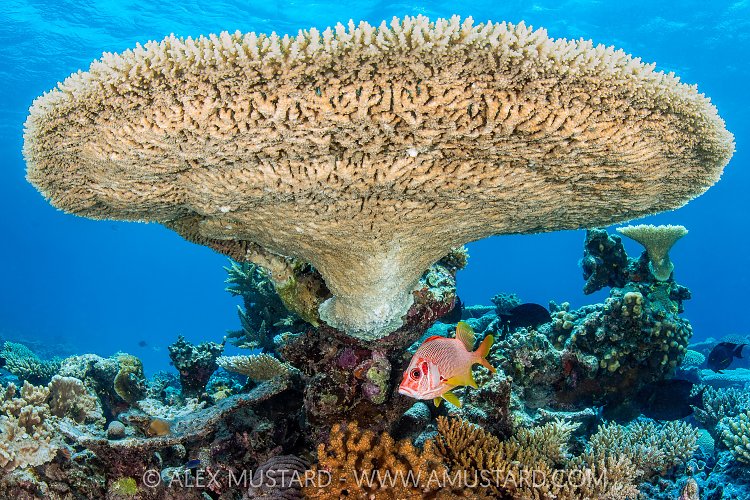 Squirrelfish Beneath Table Coral, Maldives.