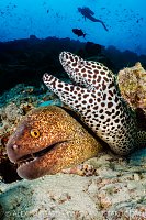 Moray Pair, Maldives