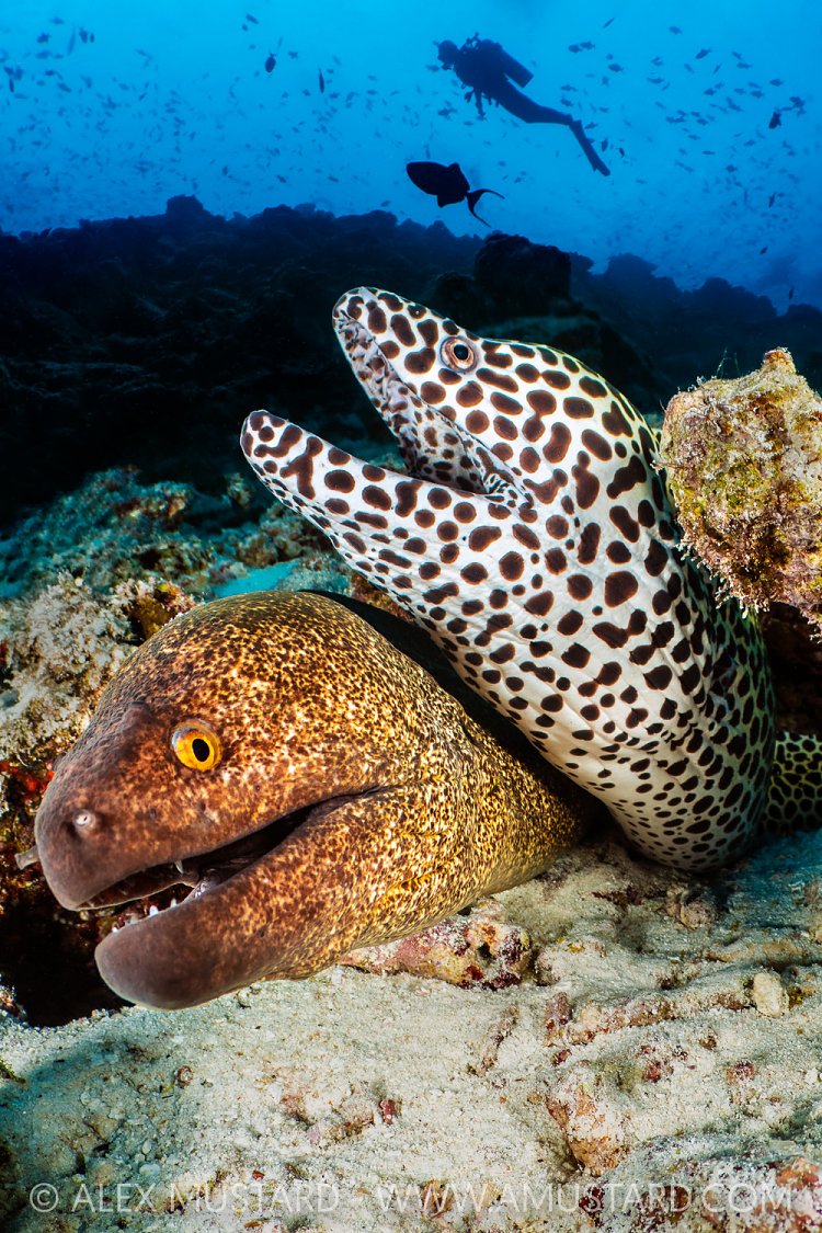 Moray Pair, Maldives